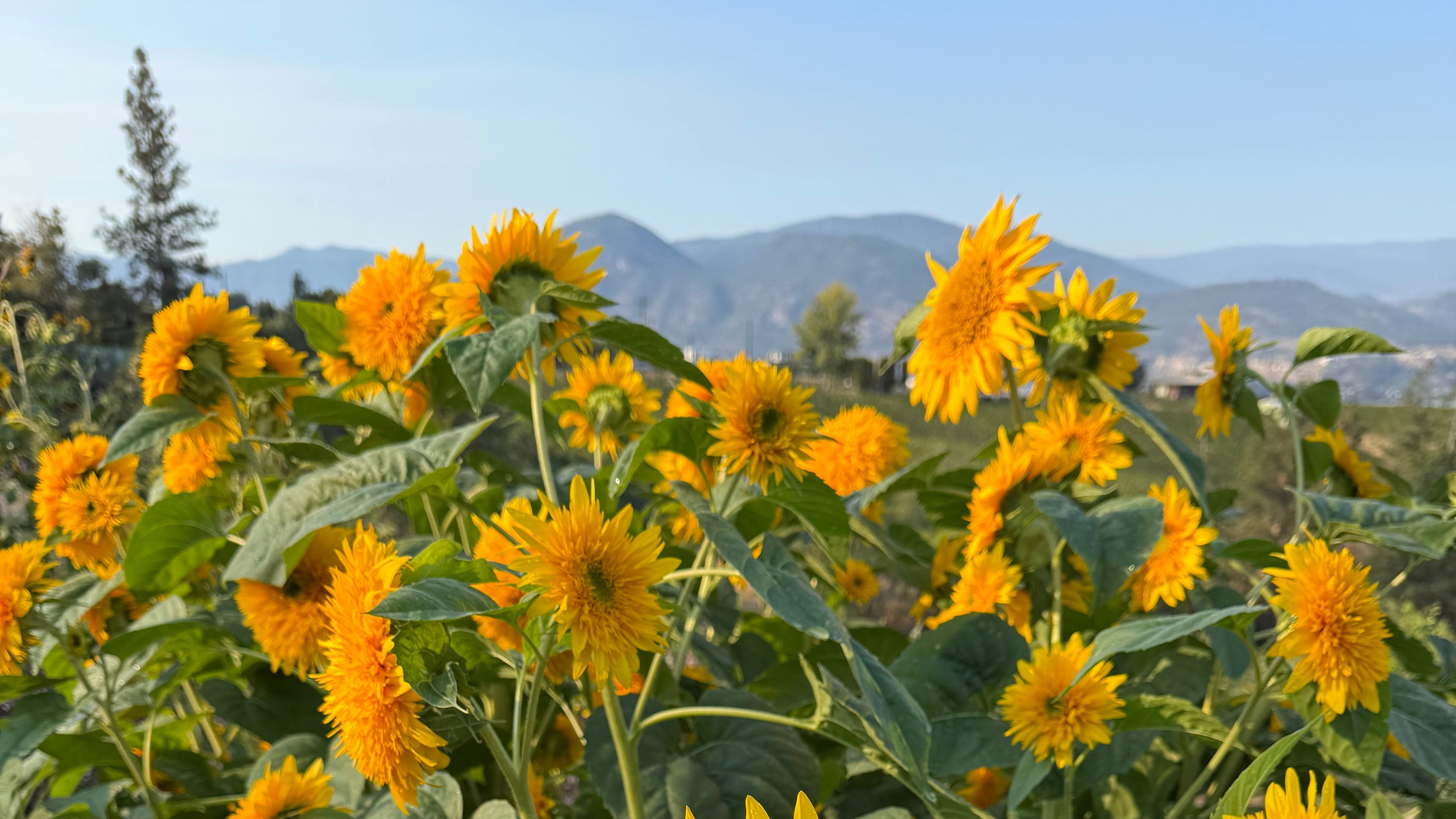 Yellow sunflowers with green leaves against a clear blue sky